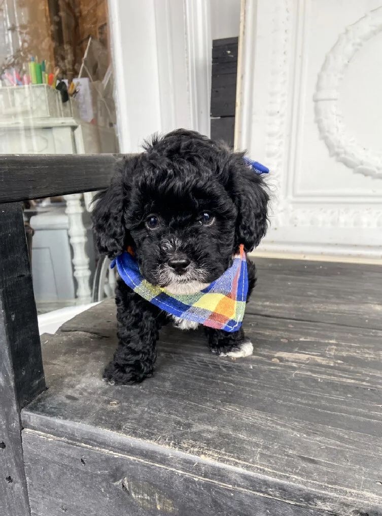 Black puppy with curly fur wearing a colorful plaid bandana standing on a wooden surface indoors.