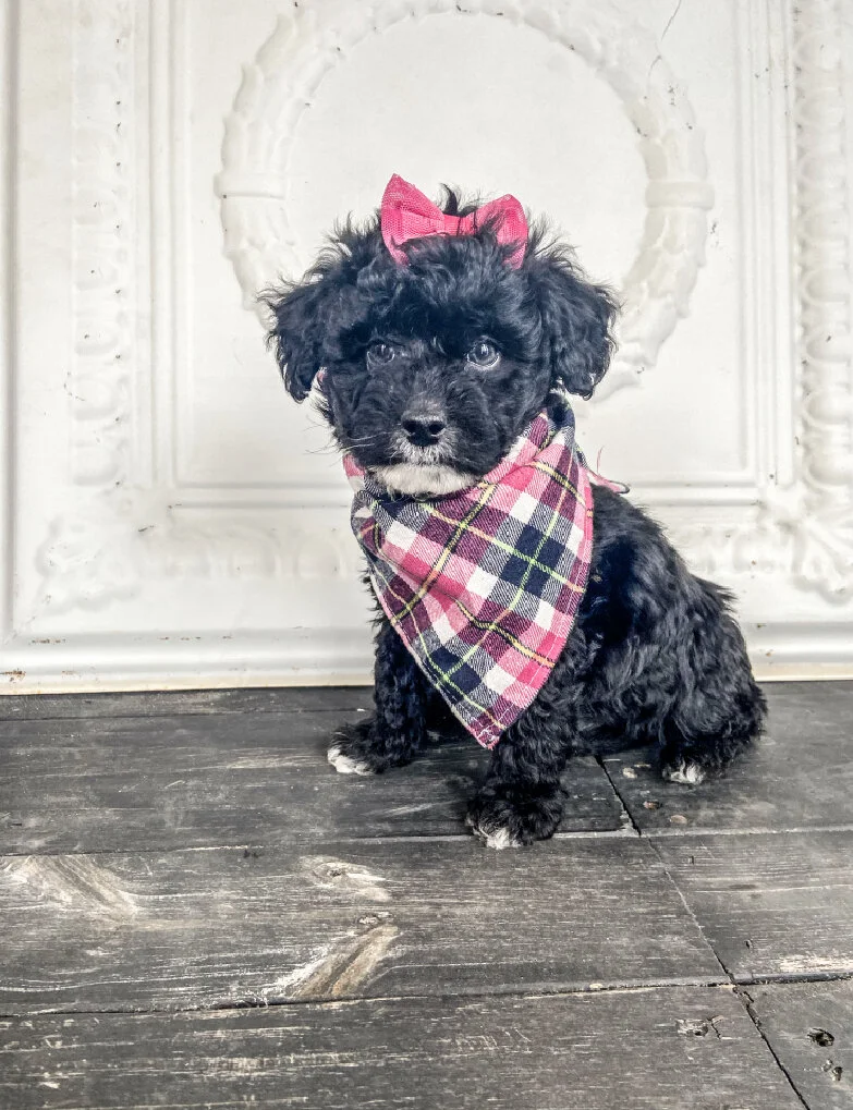 A small black puppy with curly fur, wearing a pink bow on its head and a pink, black, and yellow plaid bandana, sitting on a dark wooden floor in front of a white ornate fireplace.