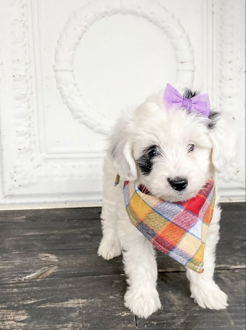 Adorable white puppy with black spots and a purple bow on its head, wearing a colorful plaid bandana, standing on a dark wooden floor against a white ornate background.