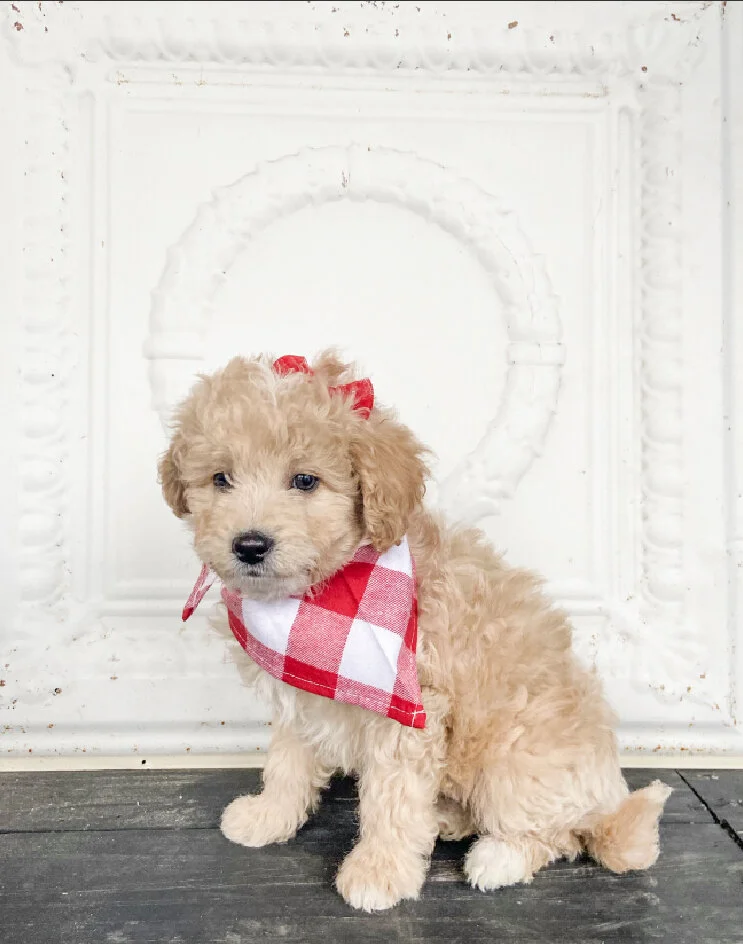 A small, curly-haired puppy with a red and white checkered bandana around its neck, sitting on a dark wooden floor in front of a white decorative wall.