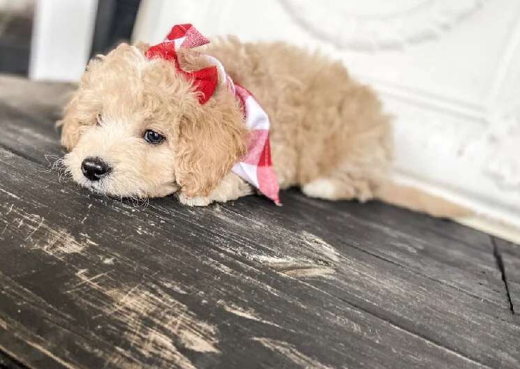 A cute, curly-haired puppy with a red and white checkered bandana lying on a rustic wooden floor.