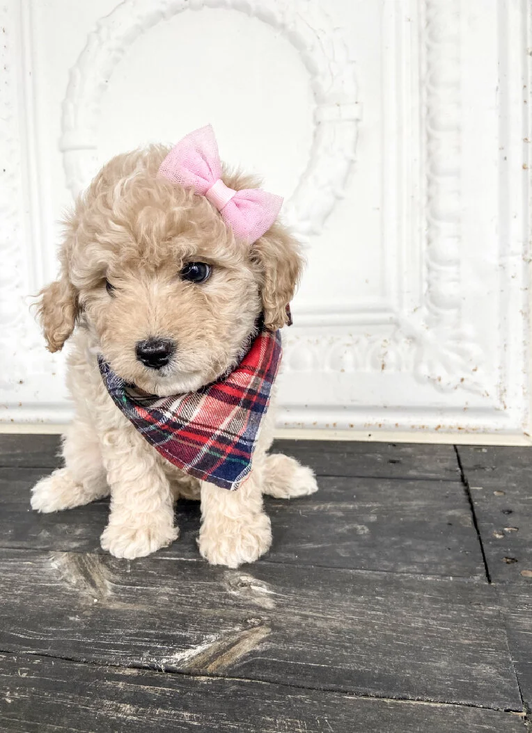 Cute beige curly-haired puppy wearing a pink bow and red plaid bandana, sitting on a weathered wooden floor against a white ornate background.