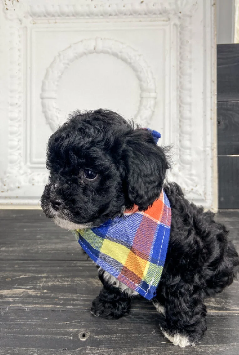 Black curly-haired puppy wearing a colorful plaid bandana, sitting on a dark wooden floor in front of a white ornate wall.