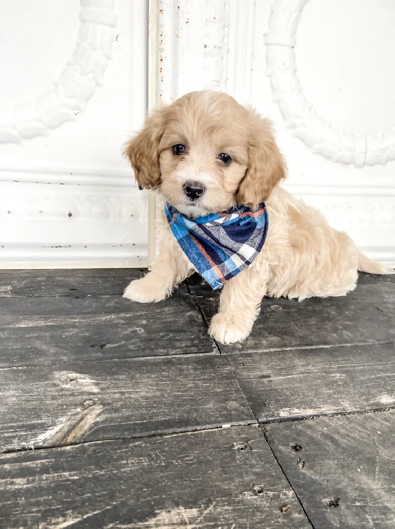 A cute golden retriever puppy with floppy ears and a black nose, wearing a blue, white, and orange plaid bandana, sitting on a dark wooden floor against a white textured wall.