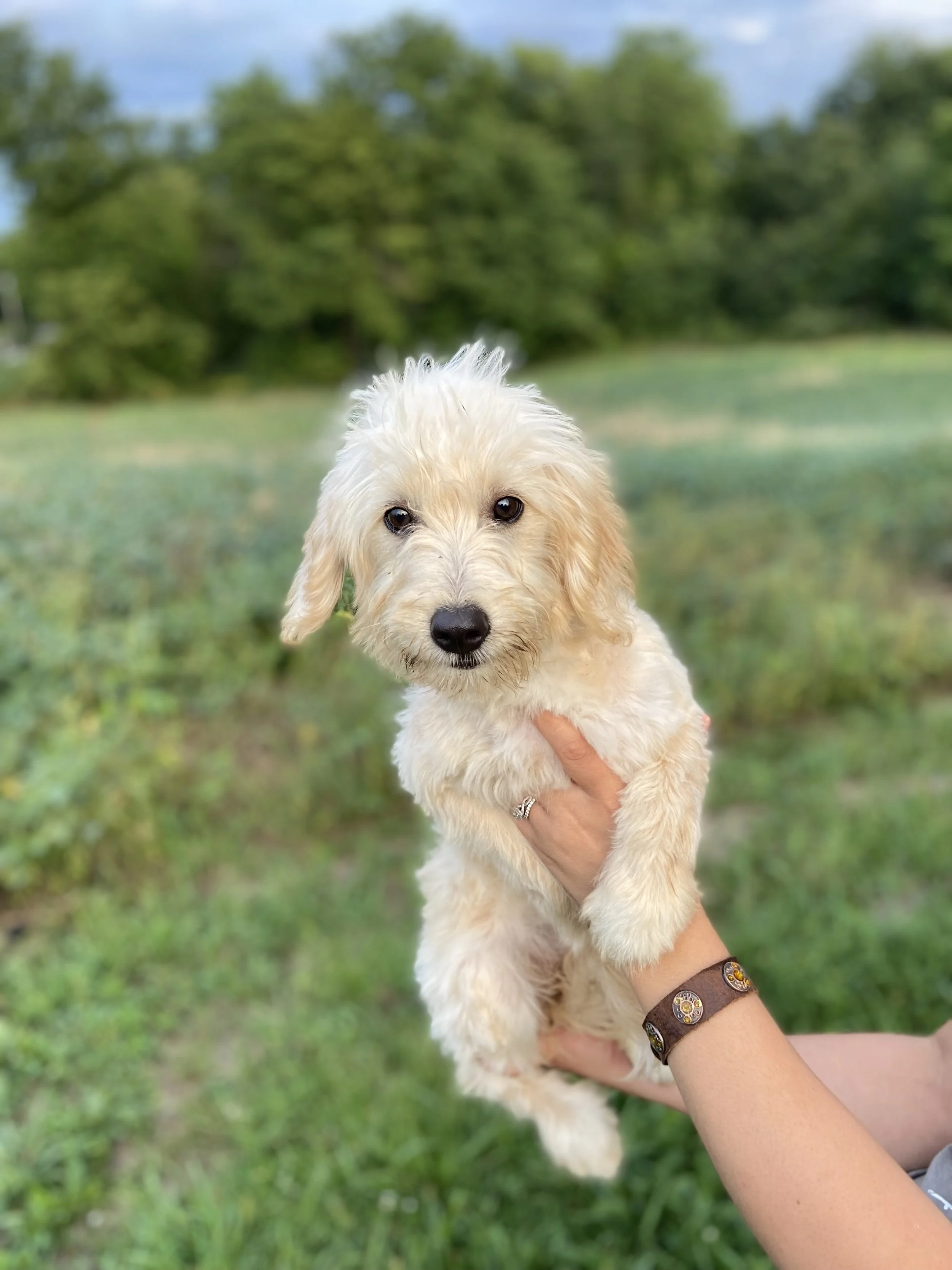 A person holding a fluffy, cream-colored puppy outdoors in a grassy area with trees in the background.