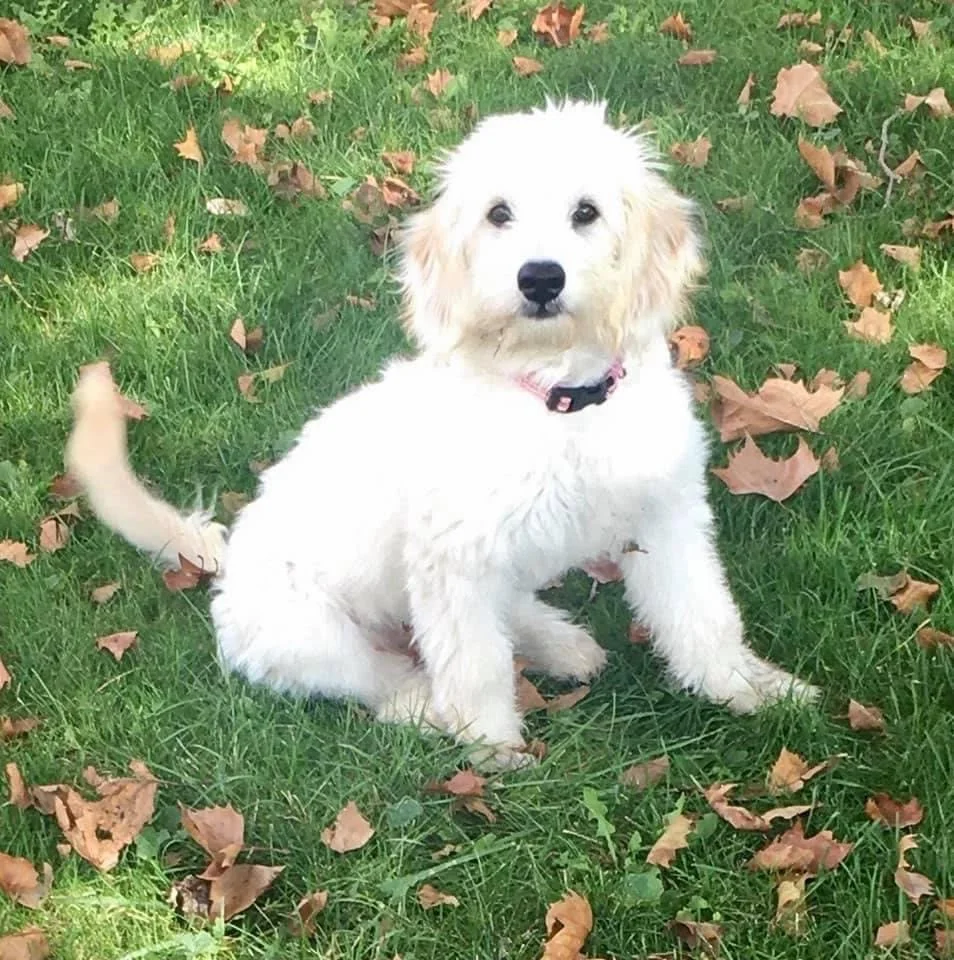 A white puppy with curly fur sitting on green grass with fallen brown leaves.