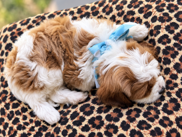 Dangerous Foods for your Dog