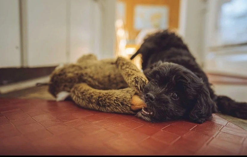 A small black puppy and a brown tabby cat play on a wooden floor indoors, with the puppy biting the cat's paw.