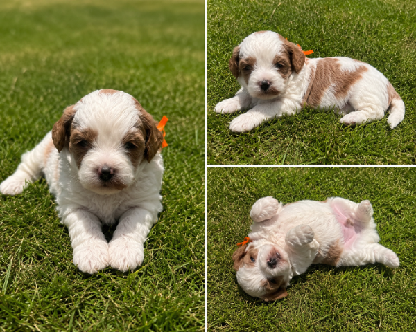 Cavapoo-Orange-Wilder.PNG