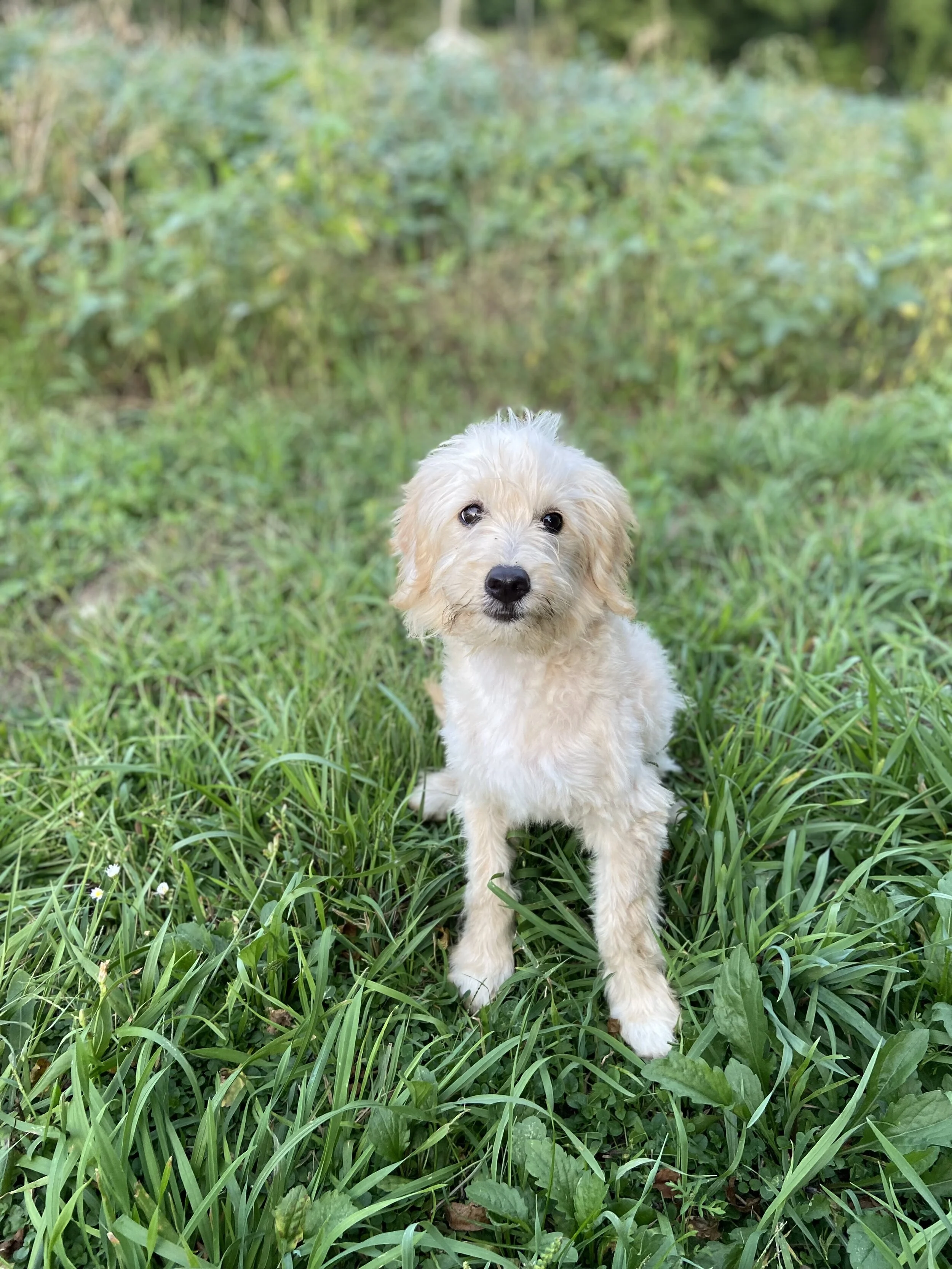 A cute, fluffy, cream-colored puppy sitting on green grass with blurred green foliage in the background.