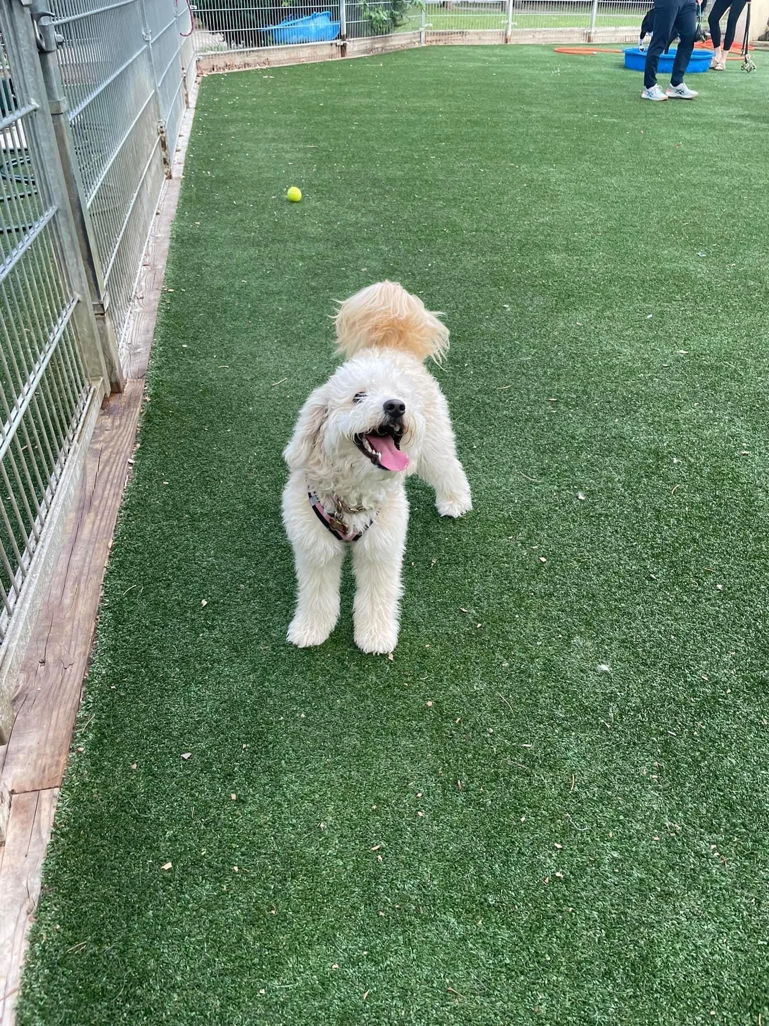 A happy cream-colored dog with a fluffy coat and a pink tongue hanging out, standing on green artificial turf at a dog park. In the background, a yellow tennis ball is on the ground and two people are near a blue plastic pool.