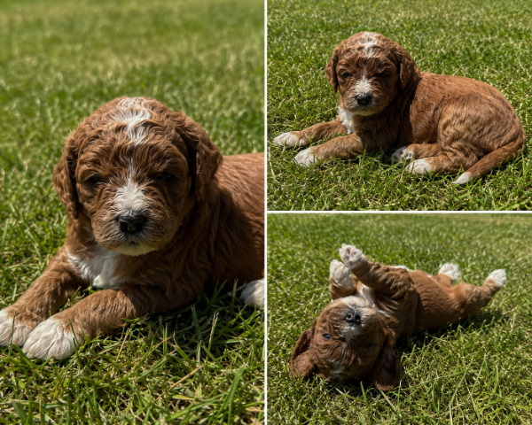 Cavapoo-Pink-Daisy.PNG