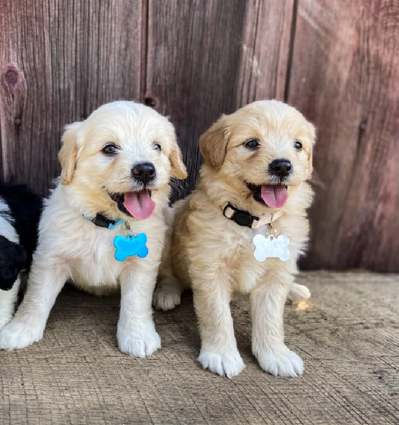Two adorable golden retriever puppies sitting on a wooden floor in front of a wooden wall, with happy expressions and tongues out. Each puppy is wearing a collar with a bone-shaped tag.