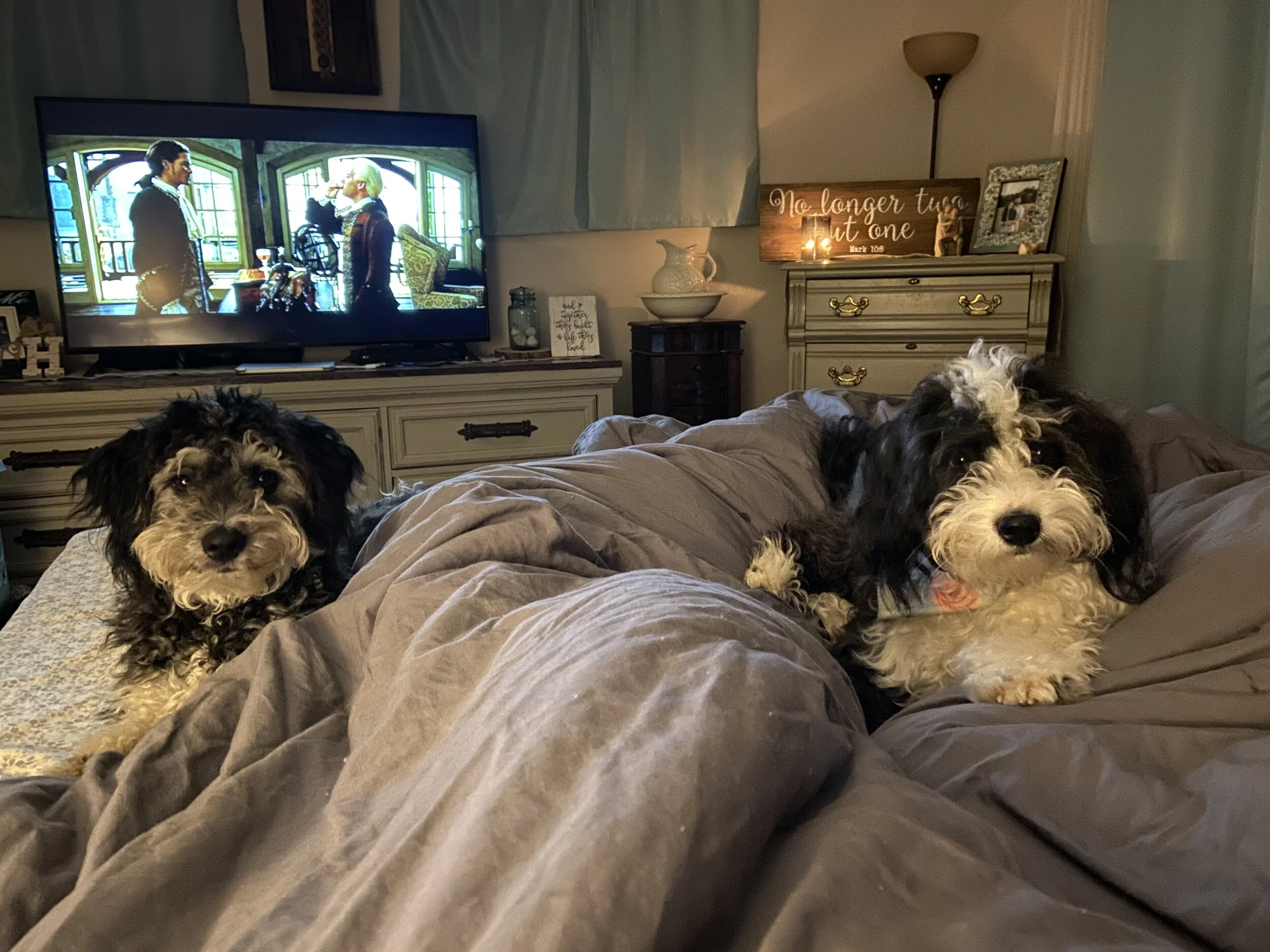 Two black and white dogs lying on a bed in a cozy bedroom, with a TV in the background showing two people talking, and wooden furniture and framed decorations on the walls.