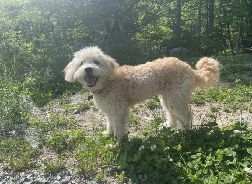 A fluffy, light-colored dog standing outdoors on a sunny day in a natural setting with trees and greenery.