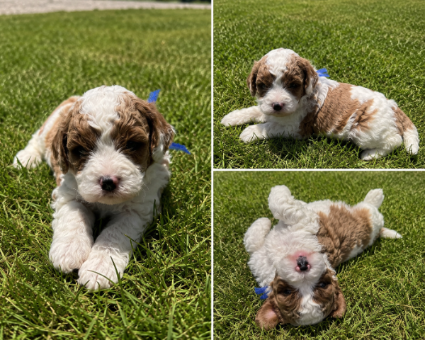 Cavapoo-Blue-Oaks.PNG