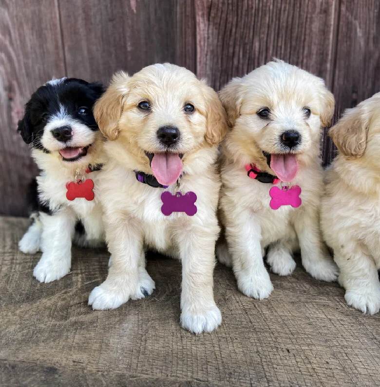 Three adorable puppies, two with cream-colored fur and one with black and white fur, sitting in front of a wooden background on a wooden surface. They are wearing colorful collar tags and are smiling.