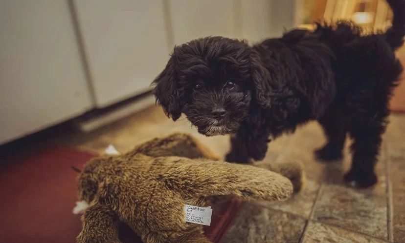 A black puppy stands on a tiled floor next to a brown stuffed animal toy.