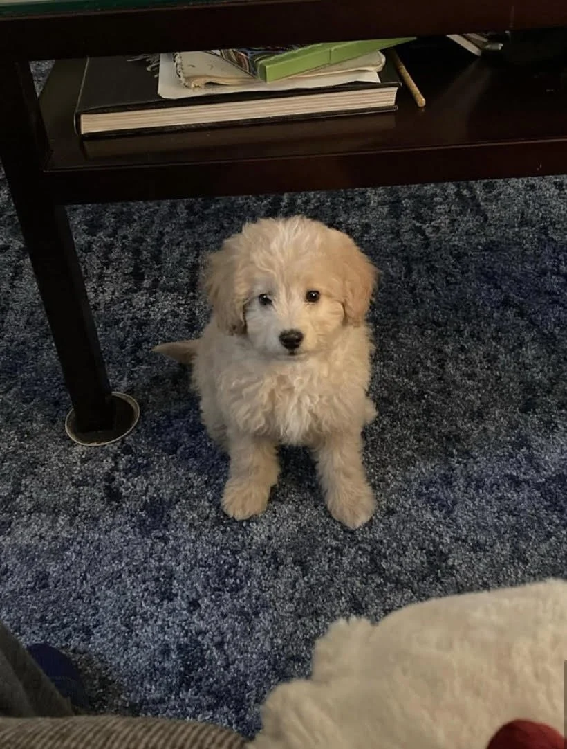 A fluffy, cream-colored puppy with a black nose sitting on a blue carpet in front of a dark brown coffee table that has books and papers on it.