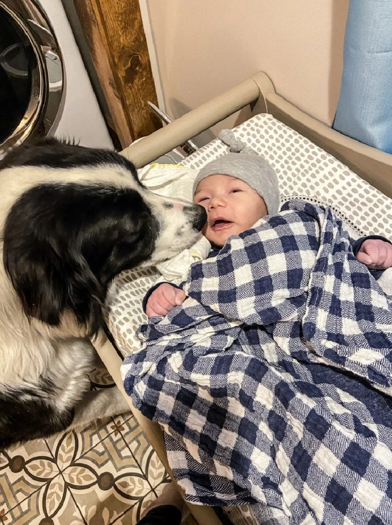 A baby in a gray hat and checkered blanket is lying on a hospital bed, leaning towards a black and white dog that is touching noses with the baby.