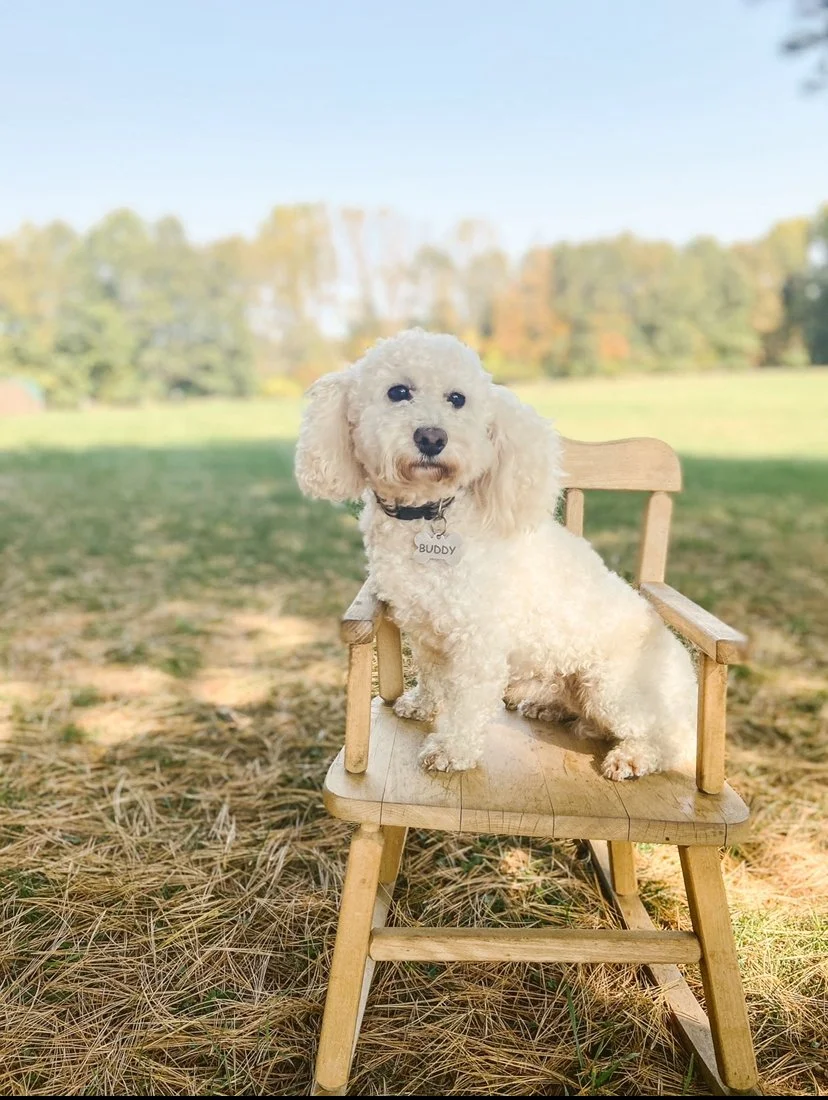 A small white poodle sitting on a wooden chair outdoors on a grassy field, with trees and a blue sky in the background.