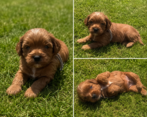 Cavapoo-Briar-Grey.PNG