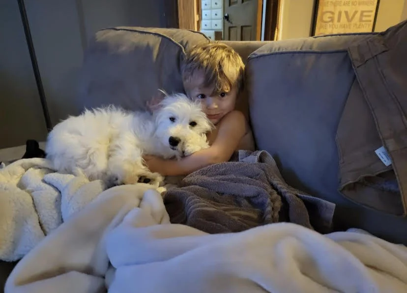 A young boy sitting on a couch hugging a white fluffy dog with a black nose and eyes, surrounded by blankets and pillows.
