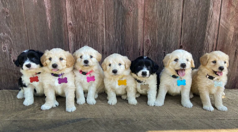 Seven adorable puppies sitting in a row against a wooden wall, each wearing a colorful collar with a bone-shaped tag.