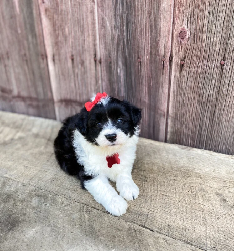 A small black and white puppy with a red bow on its head, sitting on a concrete floor in front of a wooden fence.