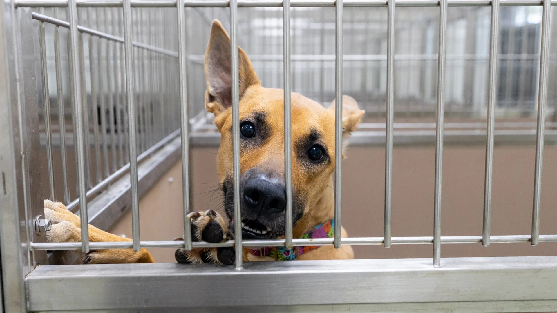 A Shelter Built with Care, Purpose, and Possibility