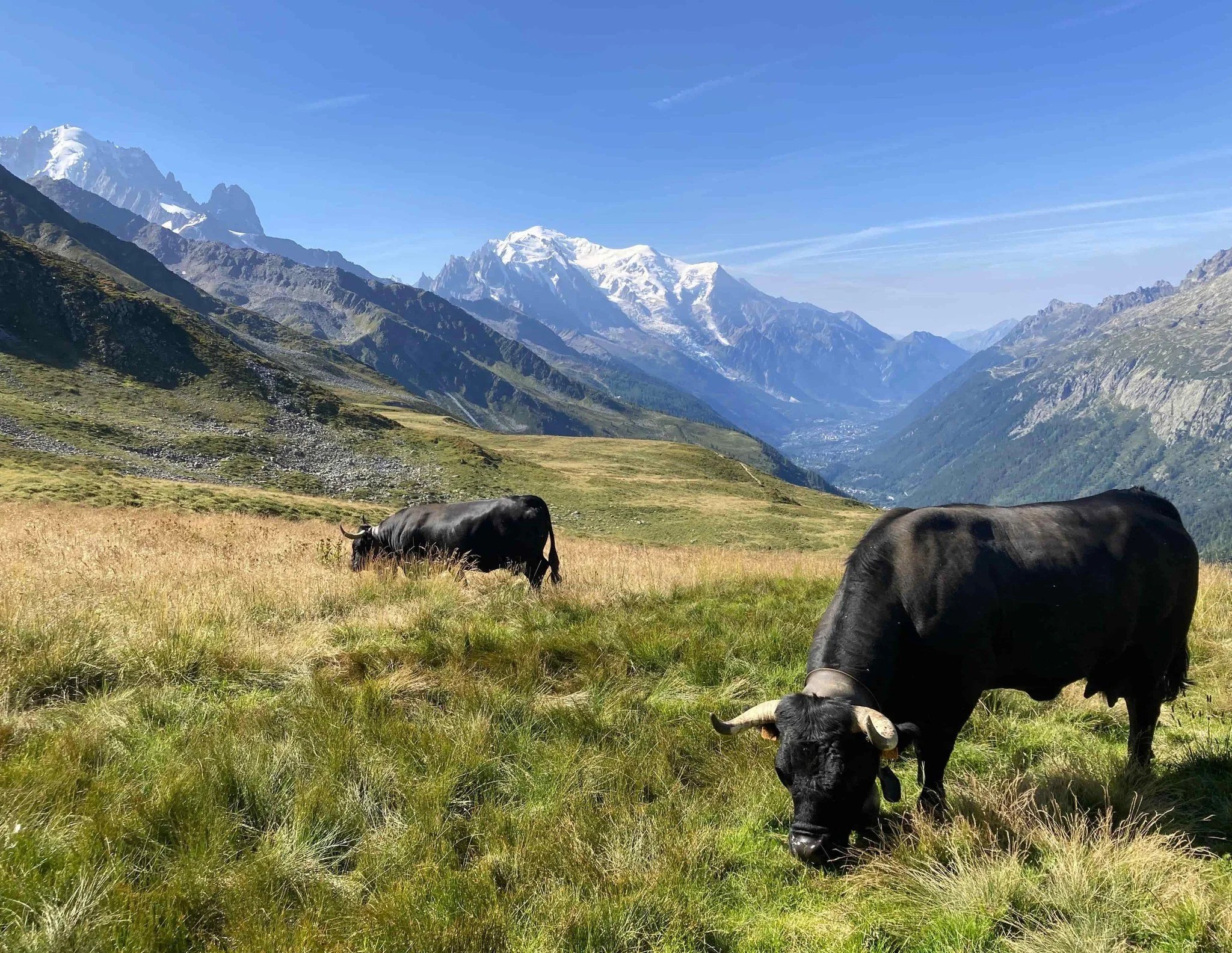 A quintessential alpine shot taken by our client Jenny last week, on the hike from Argenti&egrave;re to Trient, heading up to the Col de Balme, with Mont Blanc in the background. This stage features on both the Tour du Mont Blanc and the Walker's Hau
