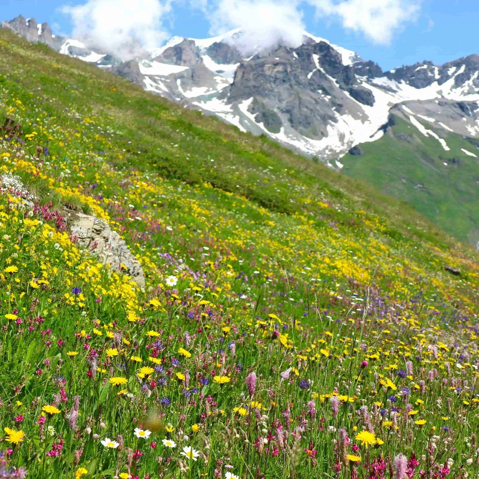 Spring is beginning to creep it's way up the mountainsides in the Alps. It won't be too long before one of our favourite alpine phenomena emerge - the carpet of wildflowers that turn the hillsides into a riot of colour! ☀🏔🥾🌼🌹🌺