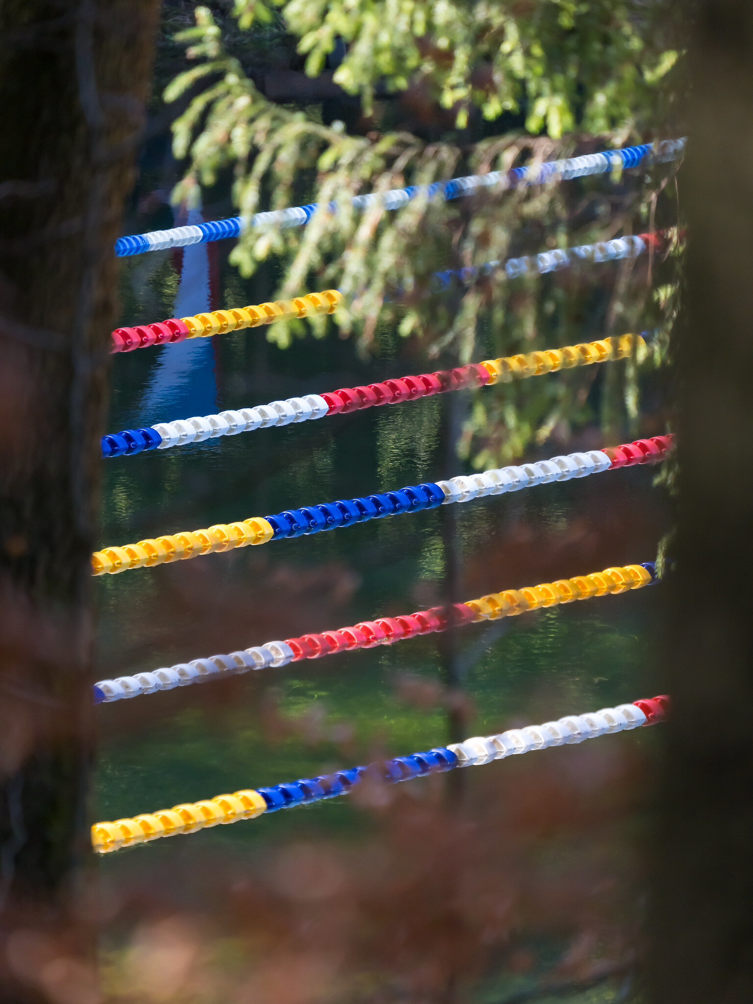 Swimming Lanes behind Trees