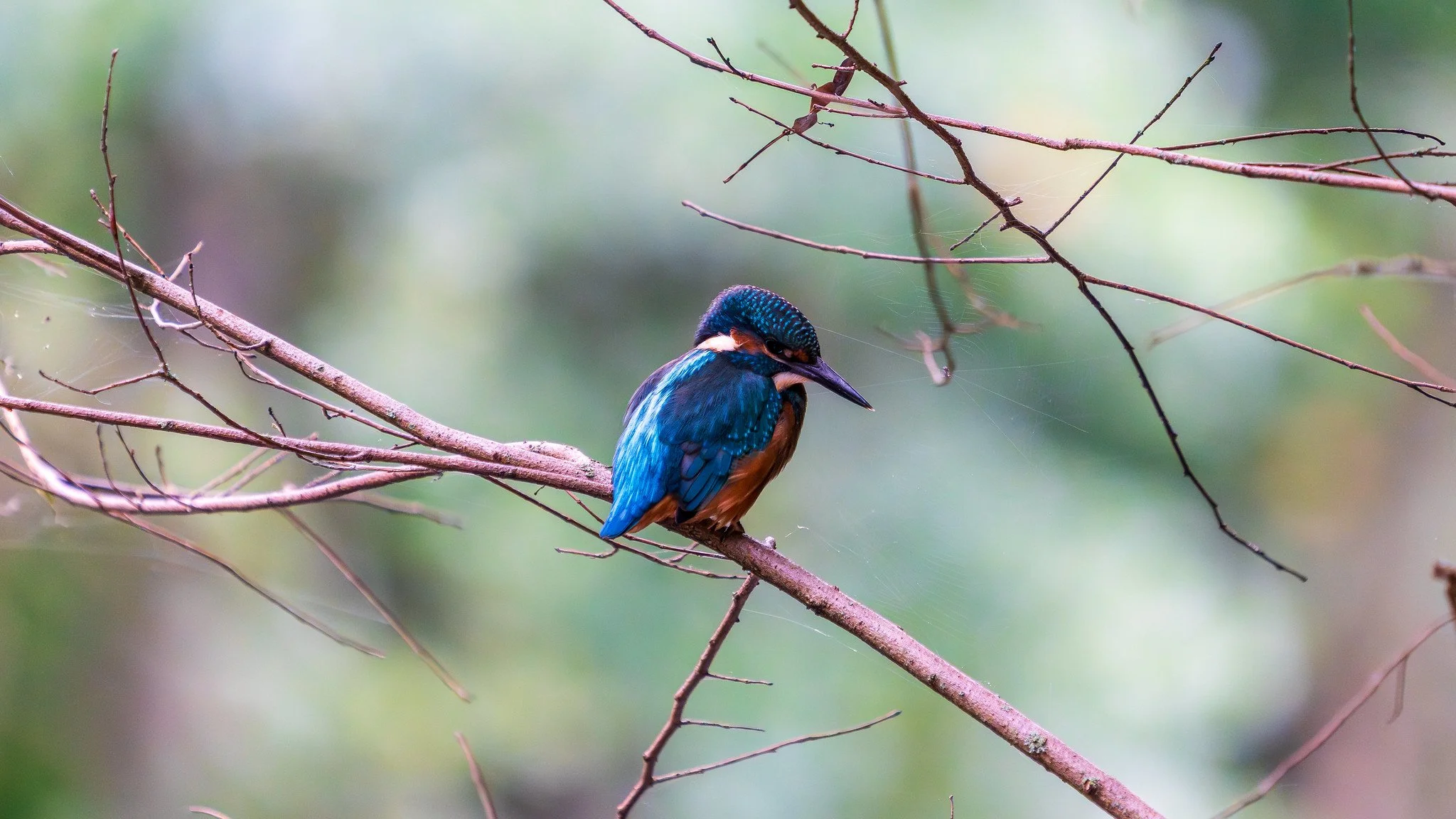 Kingfisher XX