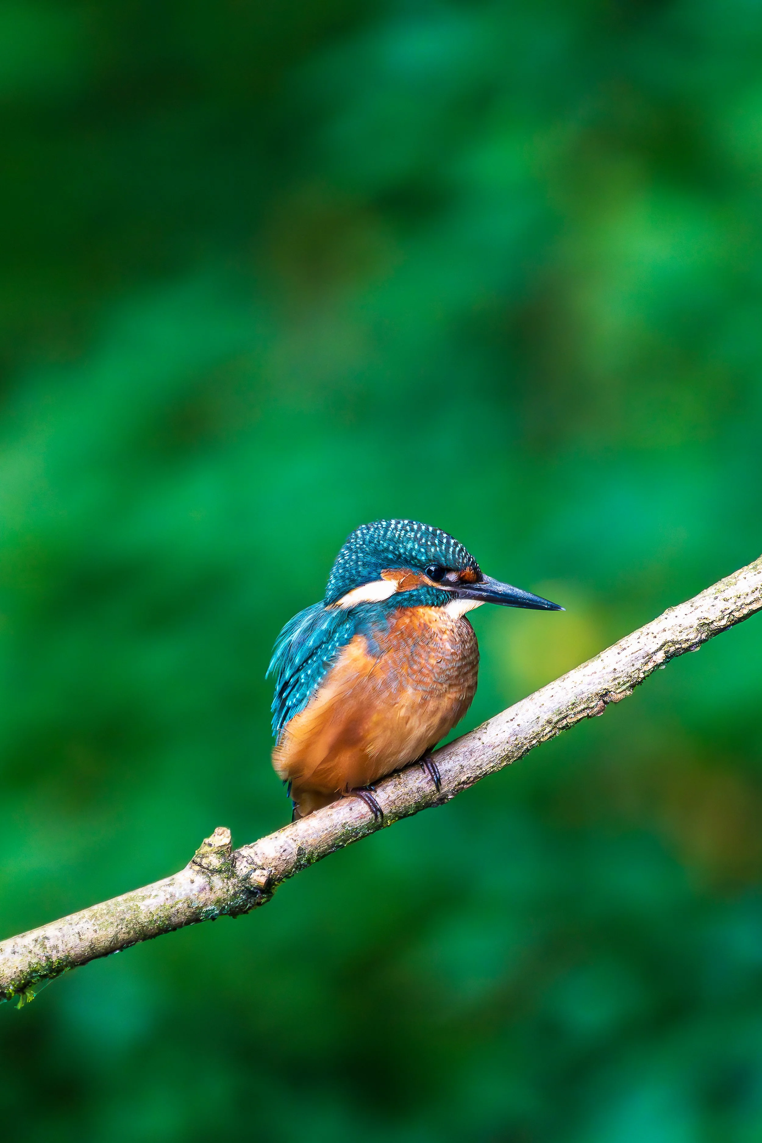 Kingfisher on a Branch 