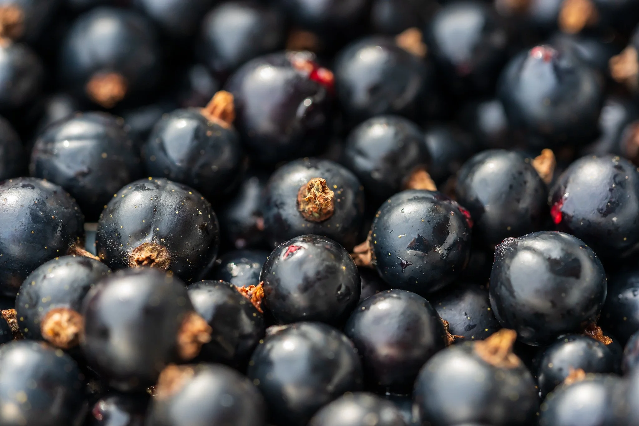 Leckere Schwarze Johannisbeeren I