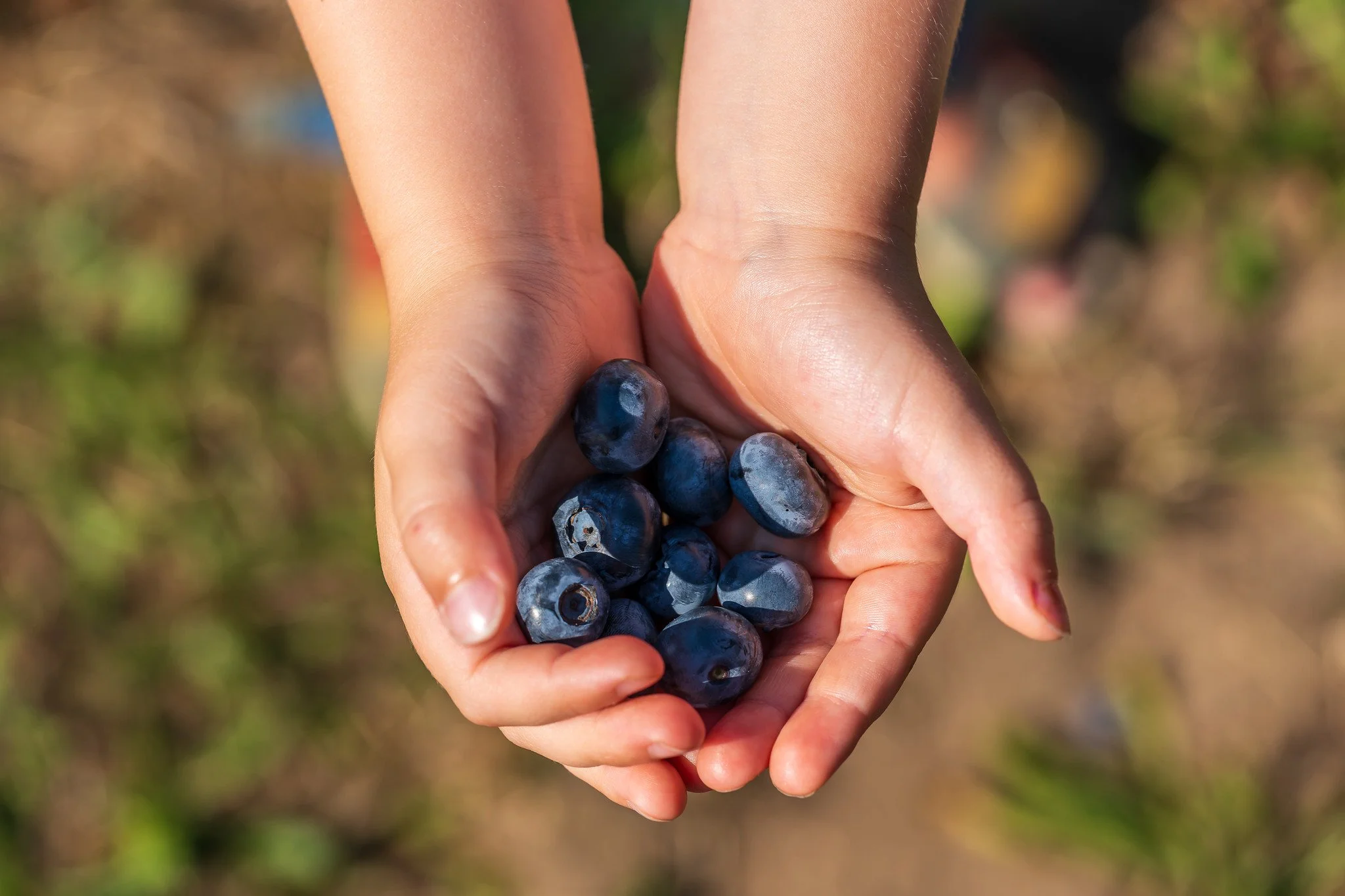 Heidelbeeren sammeln II