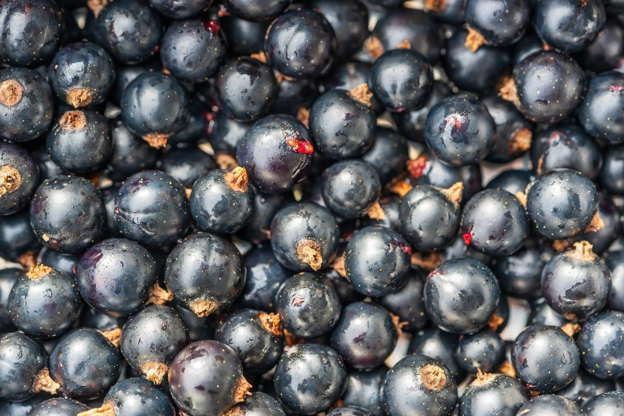 Leckere Schwarze Johannisbeeren II