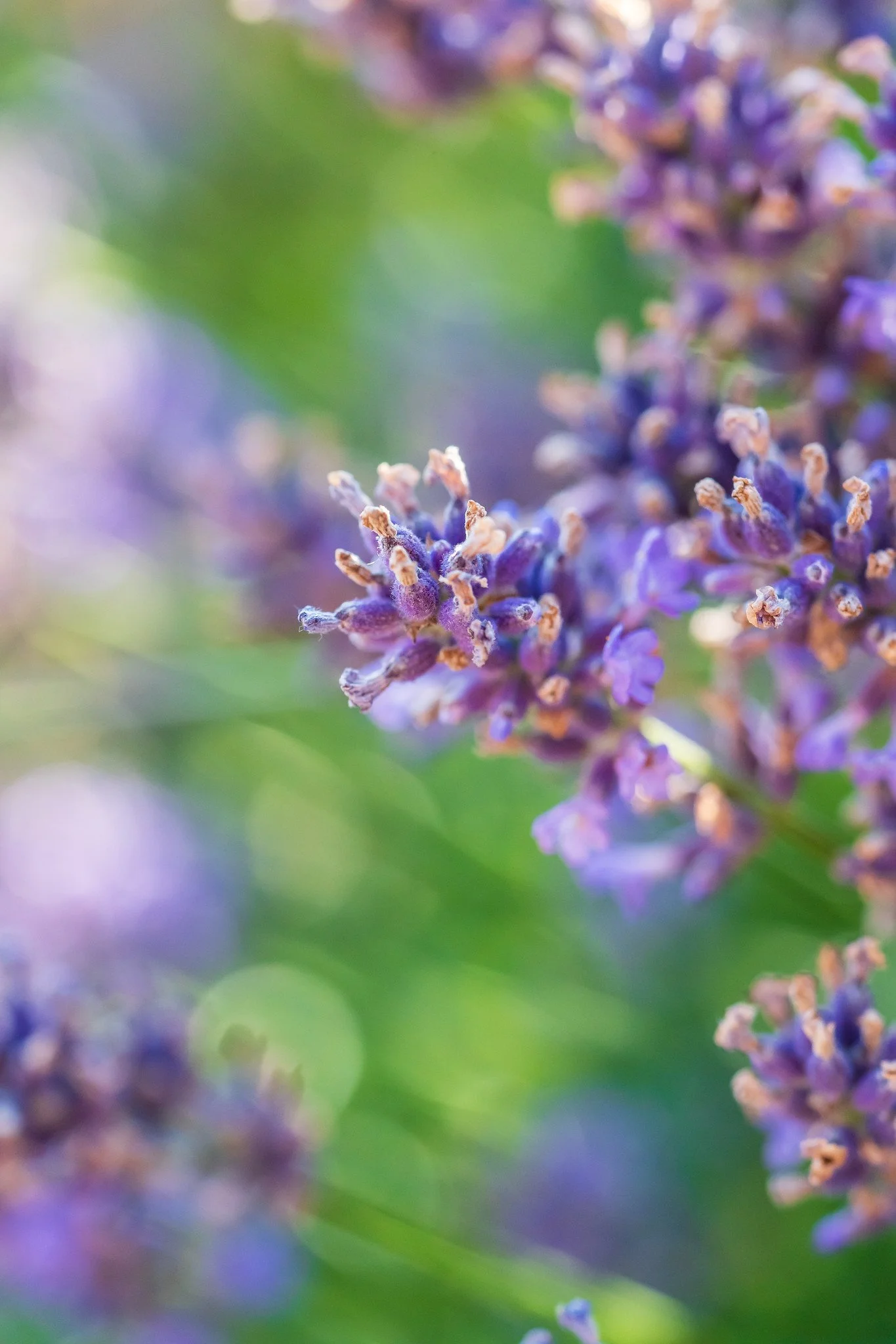 Lavendel II