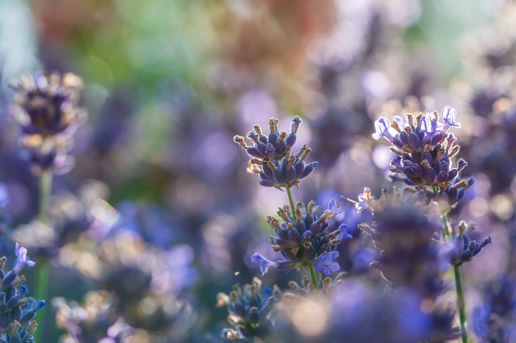 Lavendel I