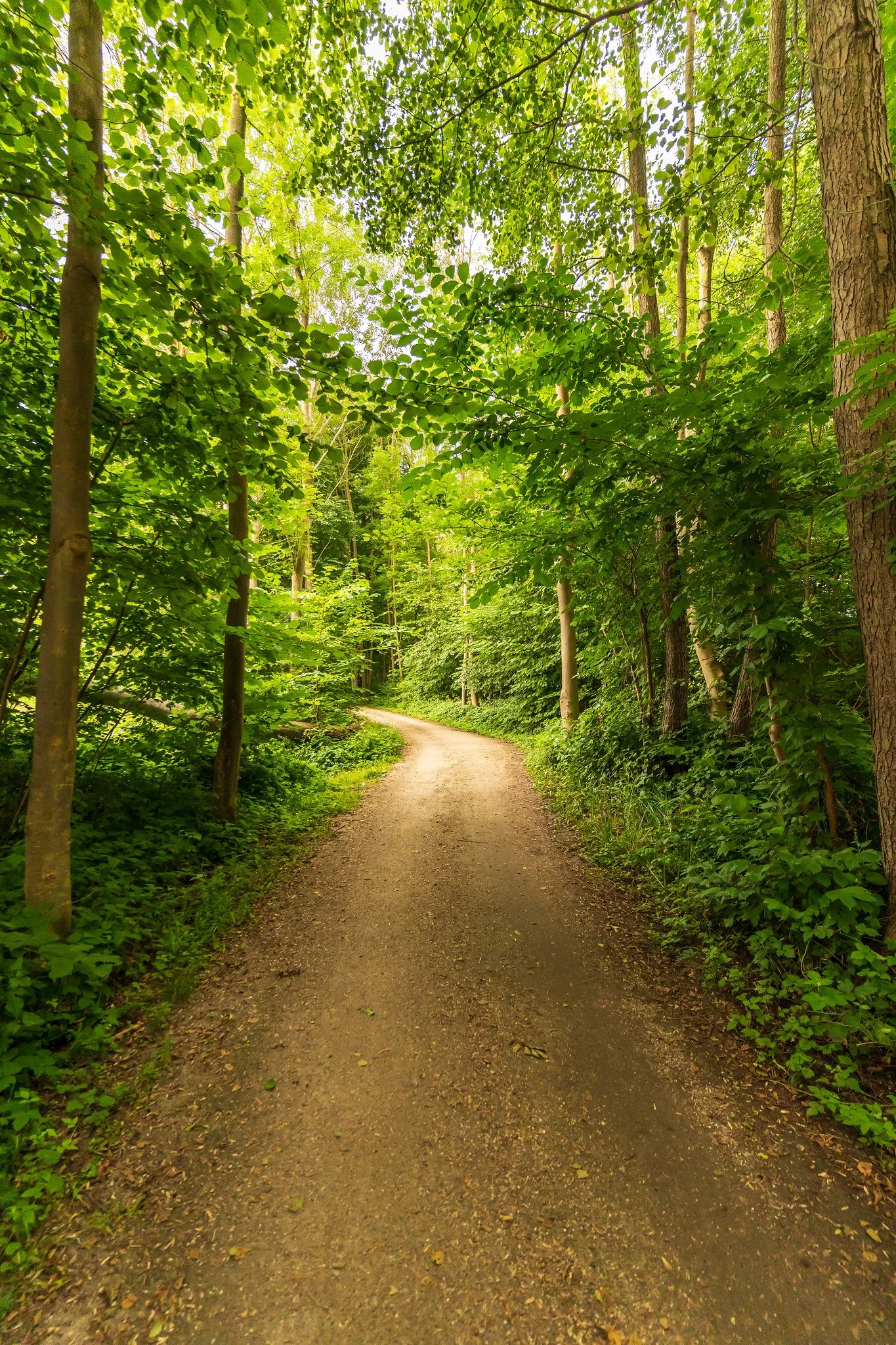 Forest to Klink III
