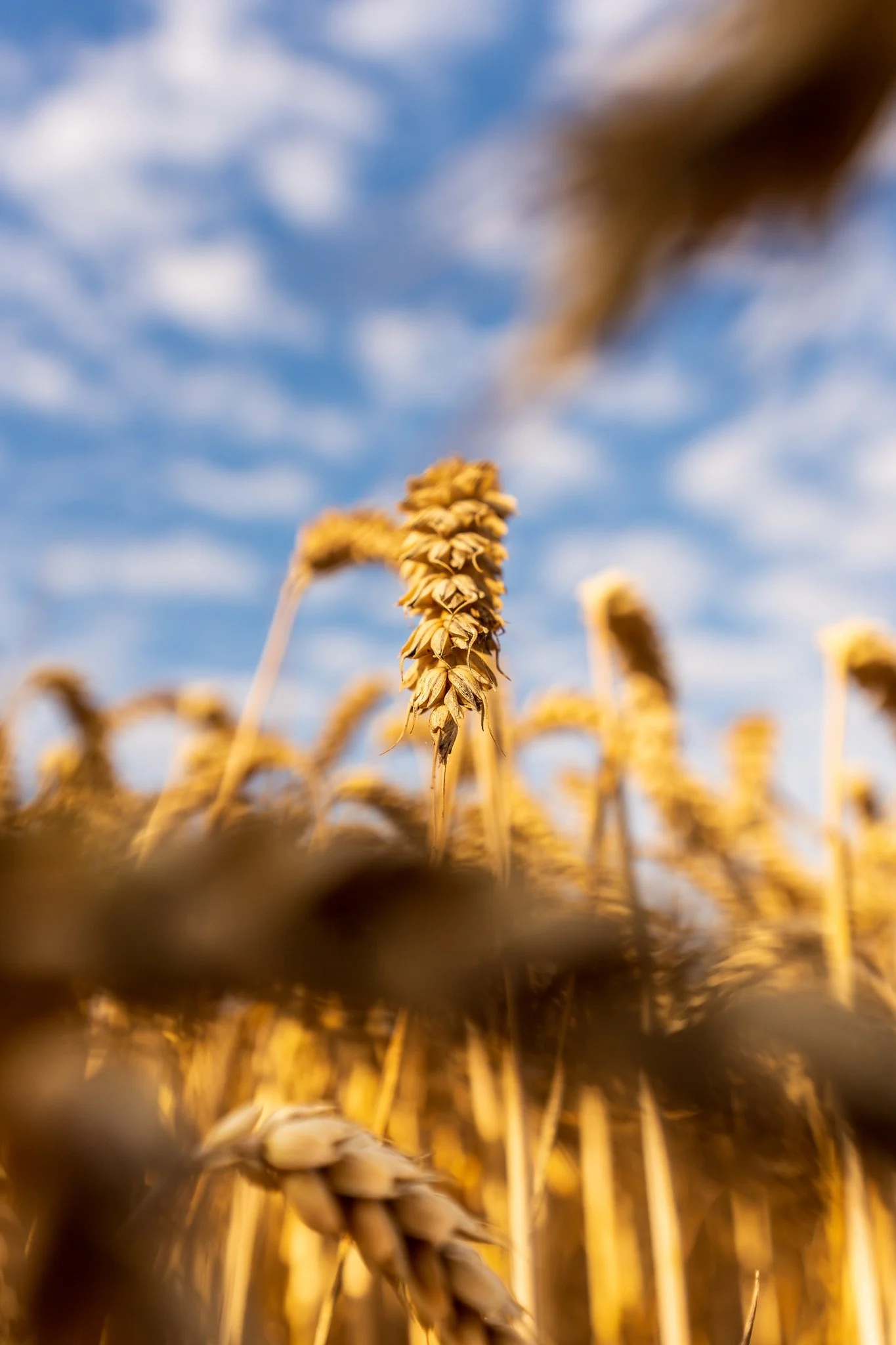 Grain II