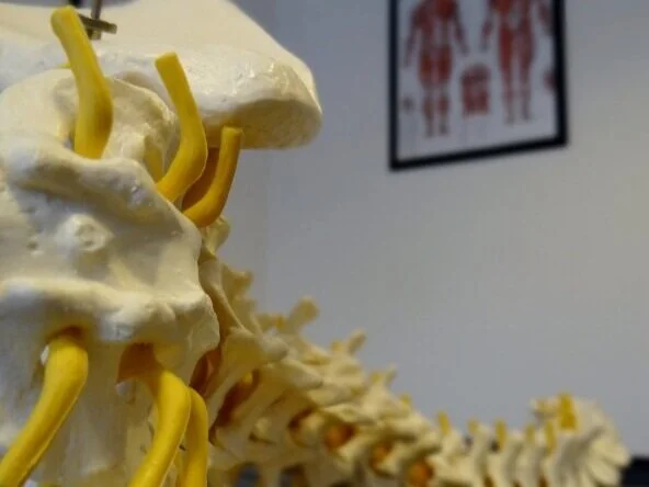 A model or diagram of a human spine and skull with yellow nerves or blood vessels attached, displayed on a table in a medical office or classroom.