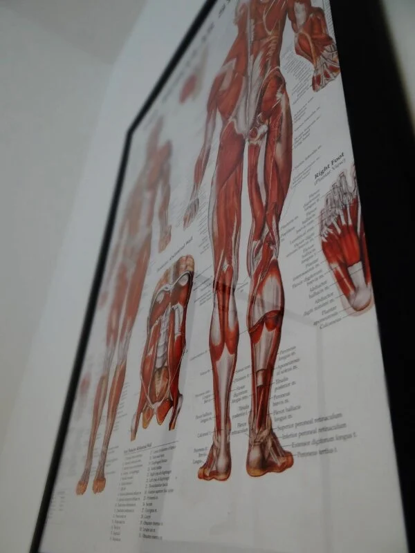 An anatomical chart showing muscles of the human body, including the back, legs, and torso, with descriptions for educational purposes.