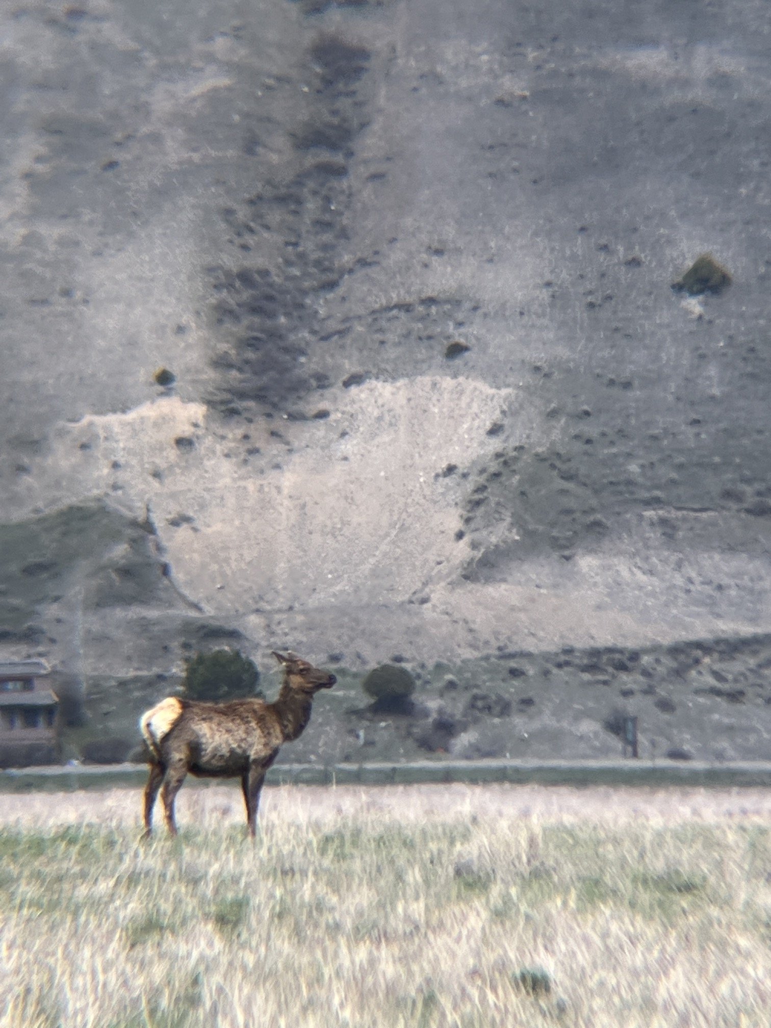 National Elk Refuge 2.JPG