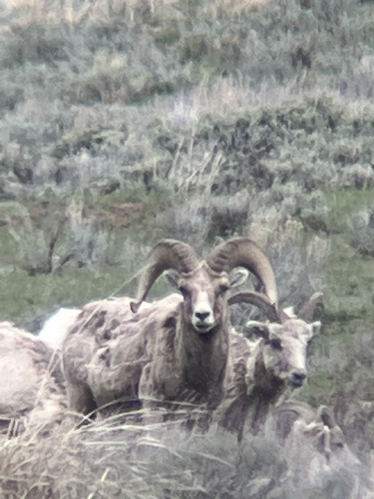 National Elk Refuge 1.JPG