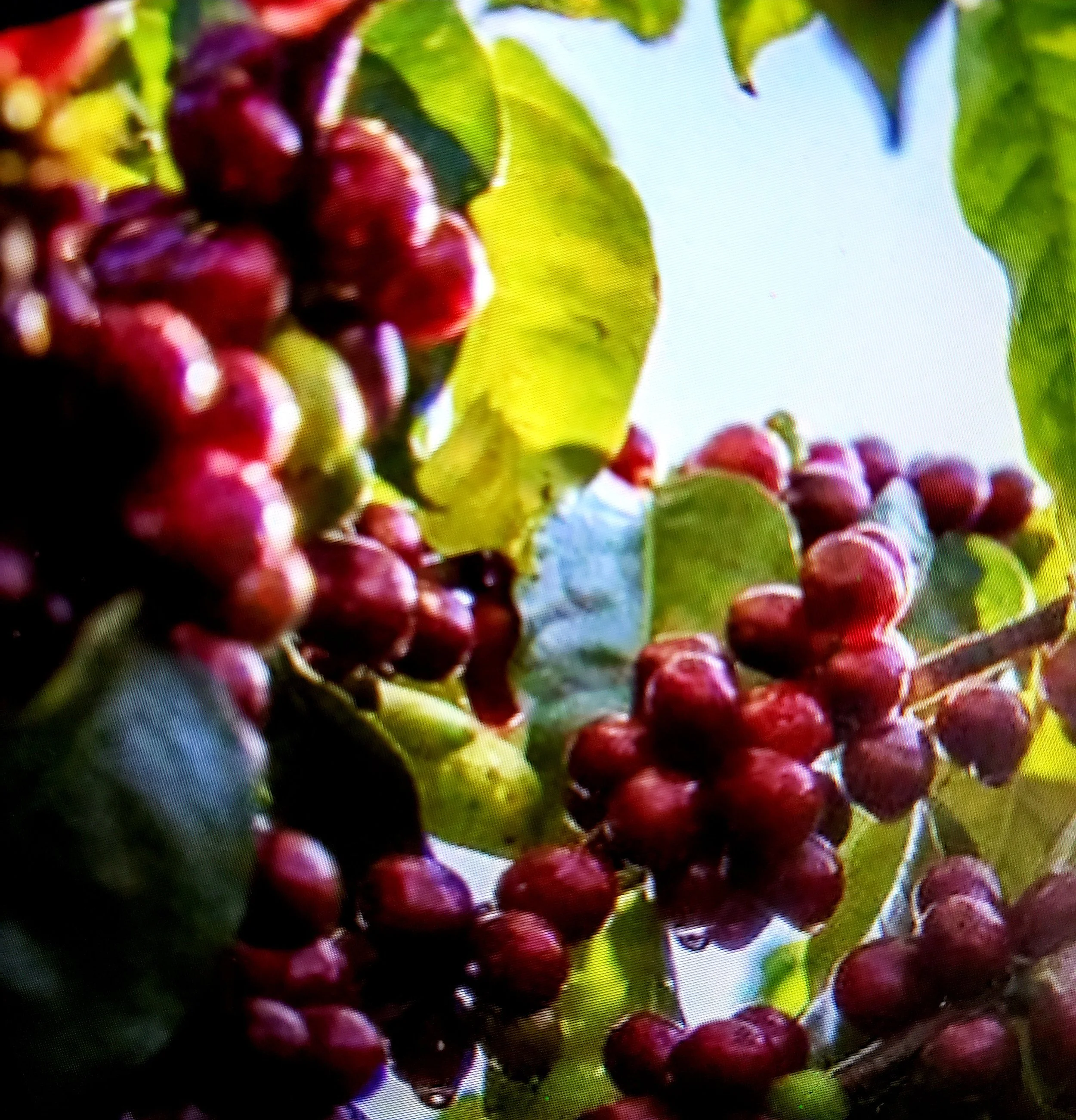 BLACK HOUSE COFFEE COMPANY