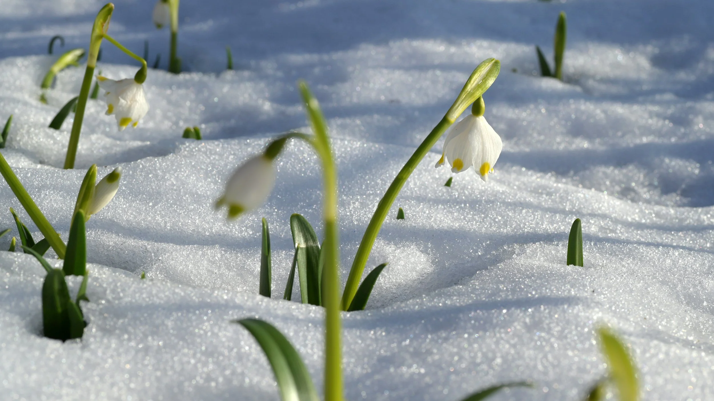 Snow drop flowers emerge from the snowy ground.