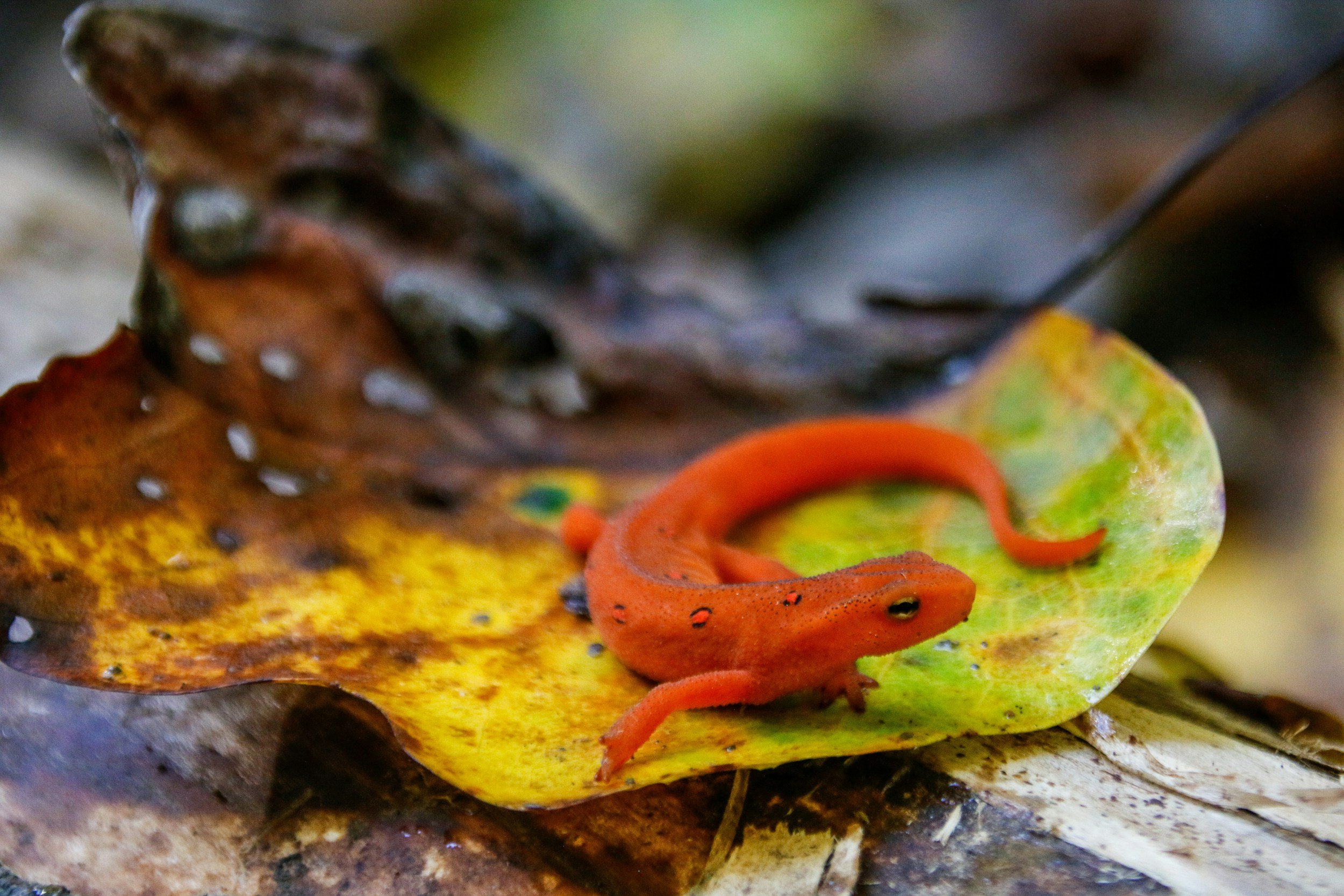 A bight red salamander perched on a leaf
