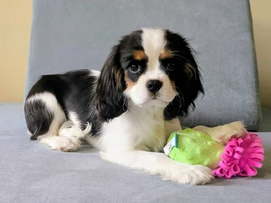 Ruby Julia's Puppy